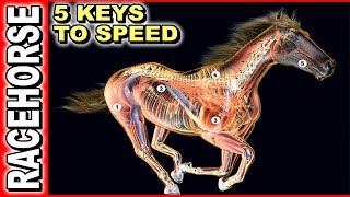 5 Keys To Race Horse Speed [upl. by Ecinnej902]