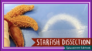 Starfish Sea Star Dissection  Neither Star Nor Fish EDU [upl. by Falzetta]