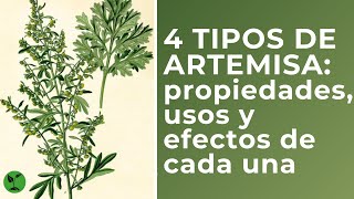 4 tipos de artemisapropiedades usos y efectos de cada una [upl. by Monteith]