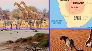 animals in the Kalahari desert documentary  8k  4k [upl. by Eseilana]