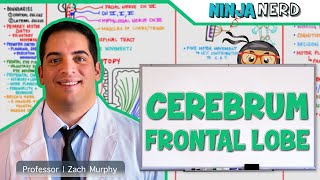 Neurology  Cerebrum Frontal Lobe Anatomy amp Function [upl. by Nelon400]