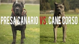 PRESA CANARIO VS CANE CORSO IN A BATTLE OF THE ULTIMATE CATCH DOGS [upl. by Fancy105]