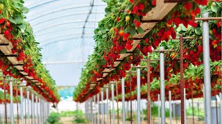 Awesome Hydroponic Strawberries Farming  Modern Agriculture Technology  Strawberries Harvesting [upl. by Atims712]