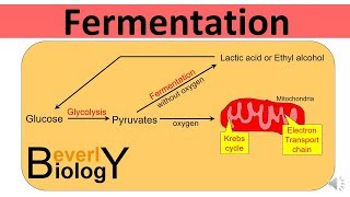 Glycolysis and Fermentation updated [upl. by Aimekahs]