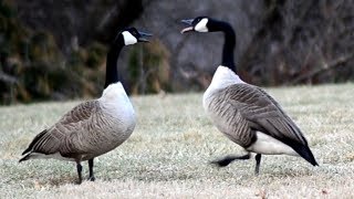 Goose honk  call sounds [upl. by Nnitsuj]