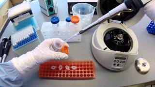 DNA Extraction Protocol  Part 2 [upl. by Aicnorev]