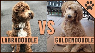 Labradoodle vs Goldendoodle  Which Breed Is Better [upl. by Constantino]