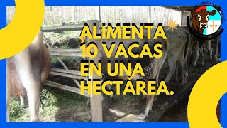 ALIMENTA 10 VACAS EN UNA HECTÁREA [upl. by Atlee788]