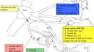 Cranial nerve VII [upl. by Nylatsyrc856]