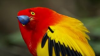 The Bowerbirds Grand Performance  Life Story  BBC Earth [upl. by Emerson]