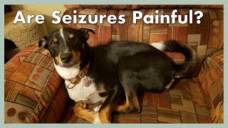 Seizures in Dogs  QampA  June 11 2020 [upl. by Fiester]