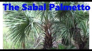 The Sabal Palmetto [upl. by Nylatsyrk]