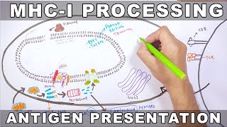 MHCI Processing  Antigen Processing and Presentation [upl. by Dareen]