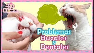 PROBLEMAS BUCALES Y DENTALES EN GATOS  SARRO GINGIVITIS PERIODONTITIS [upl. by Tenenbaum]