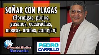 N° 094 quotSOÑAR CON PLAGAS INSECTOS ¿QUÉ SERÁquot Pastor Pedro Carrillo [upl. by Atsuj]