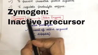 What is the role of zymogen Why is it an Inactive precursor [upl. by Studner699]