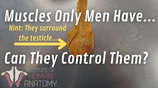 Can Men Control Their Balls Important Anatomy [upl. by Anirtap296]