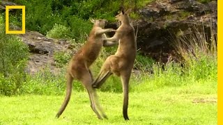 Kangaroo vs Kangaroo  National Geographic [upl. by Mirielle]