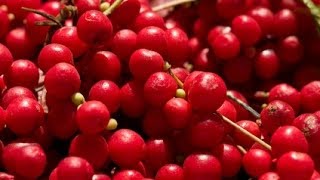 Health Benefits Of Schizandra Berry [upl. by Iow]