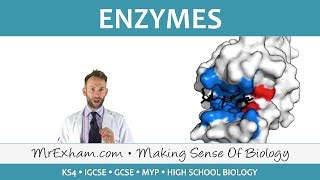 Enzymes  GCSE Biology 91 [upl. by Enimisaj]