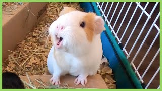 Best guinea pig noises of 2019 WARNING LOUD [upl. by Htaeh108]