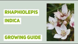 Rhaphiolepis indica Indian Hawthorn Growing Guide [upl. by Dralliw312]