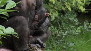 Rare Chimpanzee Born At Zoo [upl. by Drannel]