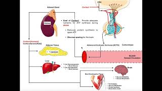 Specific Hormones  Functions of Cortisol [upl. by Leorsiy]