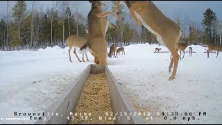 Brownville Food Pantry For Deer  Dominant Doe  21518 [upl. by Helaina973]