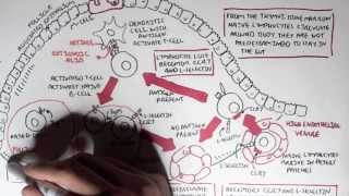 Part I  Mucosal Immunity [upl. by Sharona409]