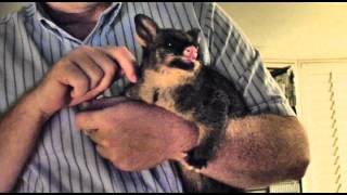 BEST PET EVER My brushtail possum Sydney [upl. by Nysilla]