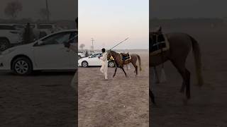 Horse walk horse ytviral horse [upl. by Meesak]