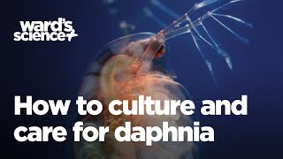 Caring and Culturing for Daphnia [upl. by Anyalram373]