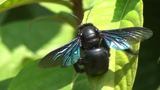 Carpenter bee Xylocopa documentary [upl. by Collin]