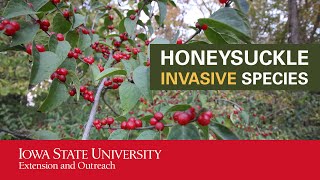 Honeysuckle Invasive Species [upl. by Sillihp]