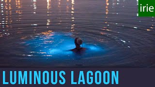 Luminous Lagoon Jamaica Glowing Water Experience Glistening Waters Jamaica Video Guide [upl. by Aneger]