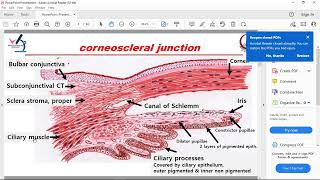 revision to histo of eye [upl. by Enilav]