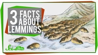 3 Facts About Lemmings [upl. by Ahseneuq]