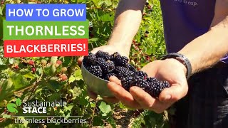 How to Grow Thornless Blackberries [upl. by Monty]