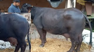 FOR SALE1820kg Milk capacity Murrah Buffalo [upl. by Subir]