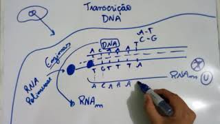 Transcrição do DNA  Explicação Detalhada [upl. by Reffineg]