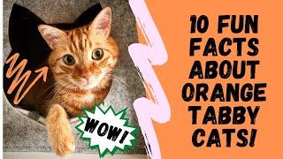 10 Fun Facts About Orange Tabby Cats OLD VERSION [upl. by Addy]