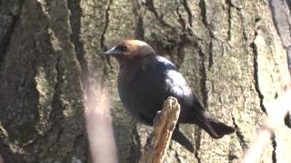 BrownHeaded Cowbird Song [upl. by Ocicnarf383]