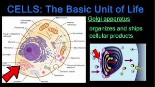 Cells The Basic Unit of Life [upl. by Floss971]