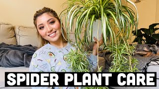 HOW TO PROPAGATE SPIDER PLANTS  SPIDER PLANT CARE [upl. by Higginbotham]