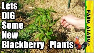 How to Transplant Blackberry Plants in the Spring [upl. by Gustavus]