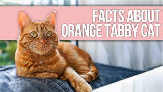 Facts About Orange Tabby Cat [upl. by Xineohp597]