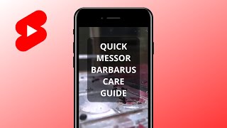 Quick MESSOR BARBARUS Care Guide [upl. by Netsoj750]