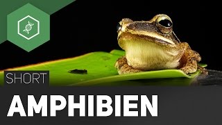 Amphibien [upl. by Cyprio]