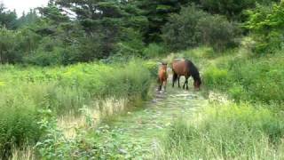 Grayson Highlands Mom calls foal [upl. by Wessling]